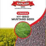 HYBRID MUSTARD SEED