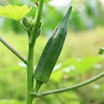 OKRA